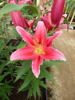 [4361 Kings Cross DJ No02.JPG]